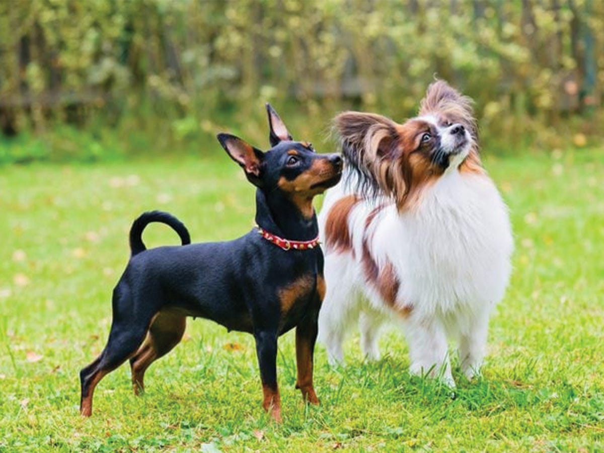 10 Dog Breeds Similar to Chihuahuas by I Love Chihuahuas Medium