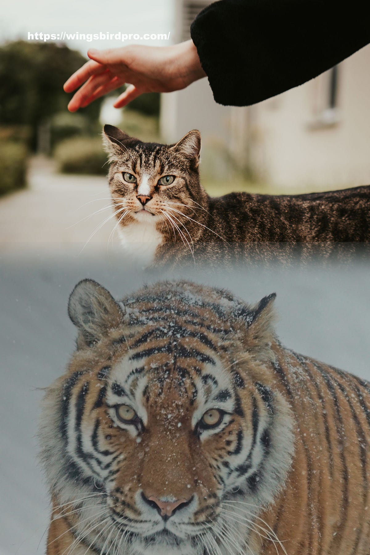 Unveiling the Mystical Meanings Understanding Cat Symbolism in