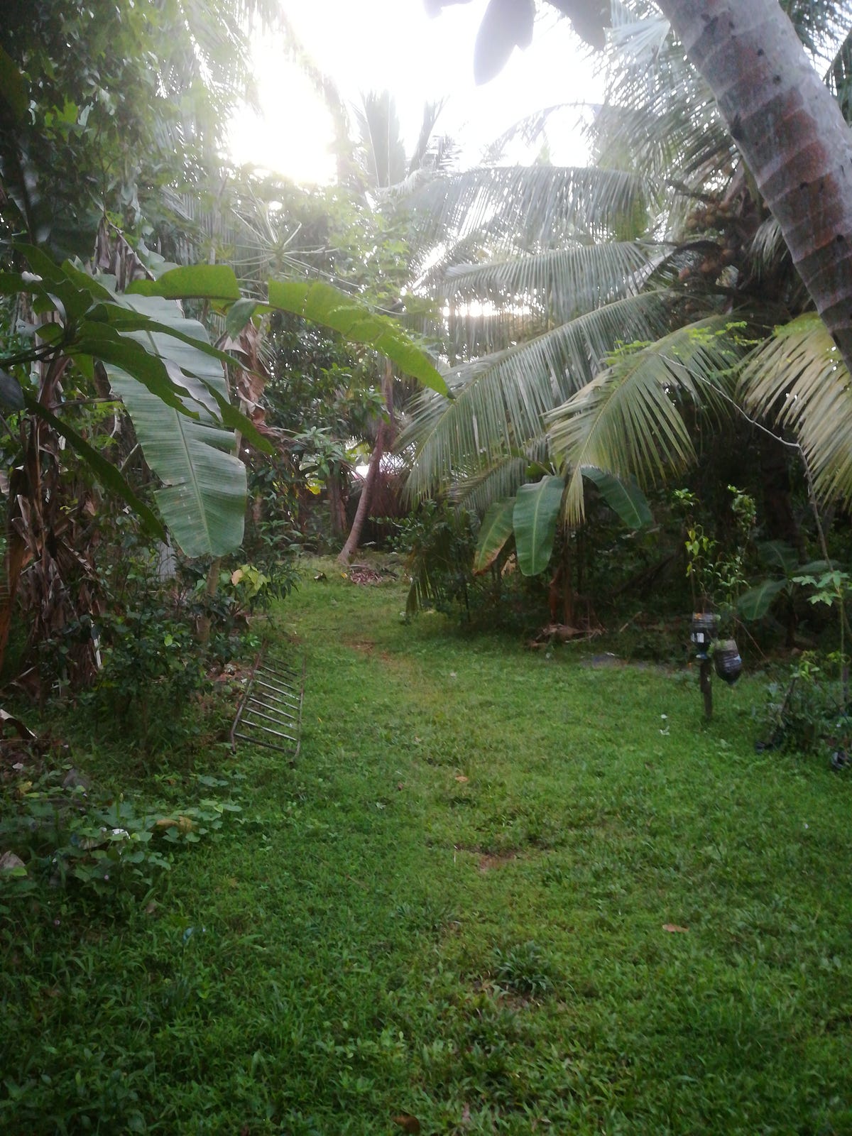 I created a habit to wake up everyday at 6am and walk in my garden