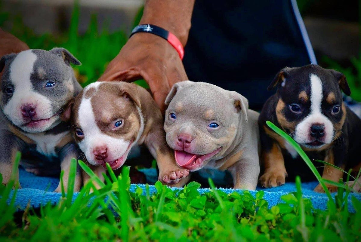 AMERICAN BULLY BREED 101 THE COMPLETE GUIDE TO POCKET, STANDARD & XL