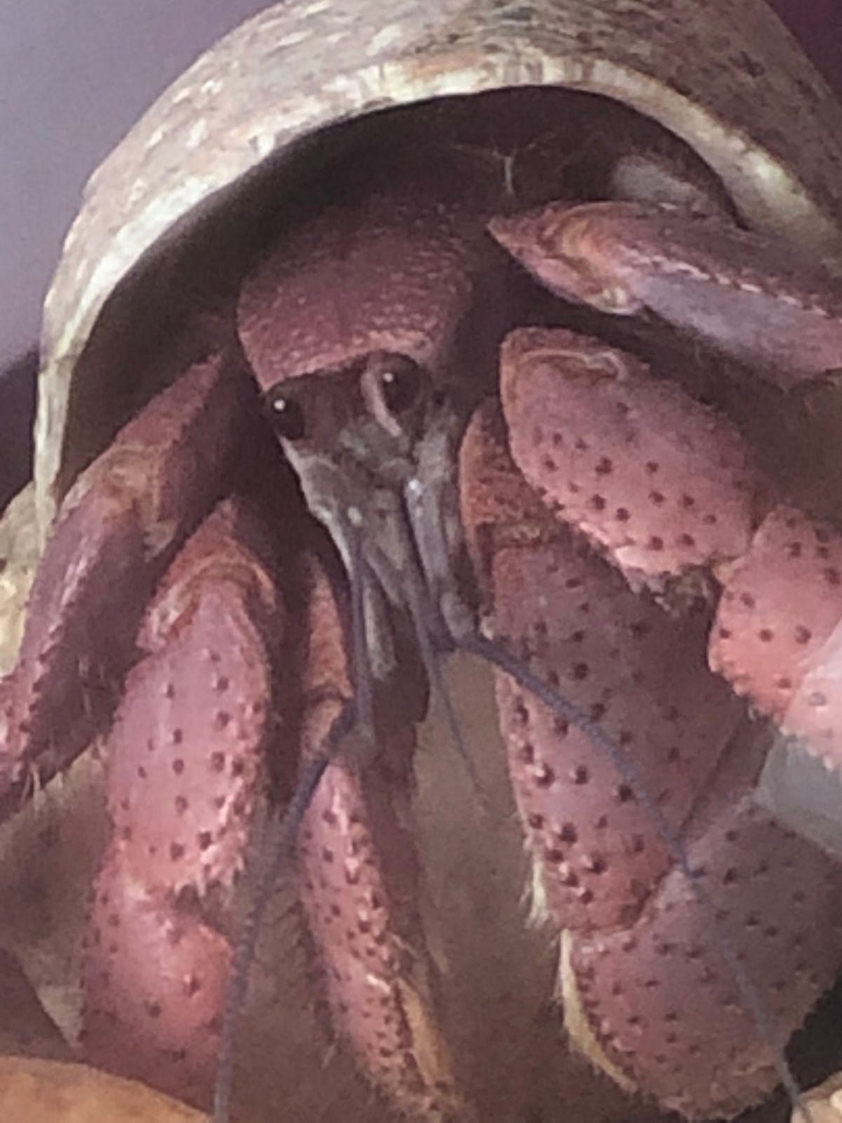 I Had No Idea How to Care For Hermit Crabs by Laura Lind Petness