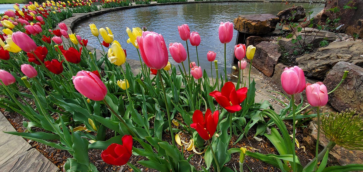 Tulips. A Poem by Brandon Ellrich Bouncin’ and Behavin’ Poems May