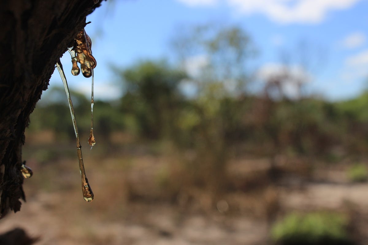 Easy ways to clean Christmas Tree sap from your Carpet by CRG Carpet