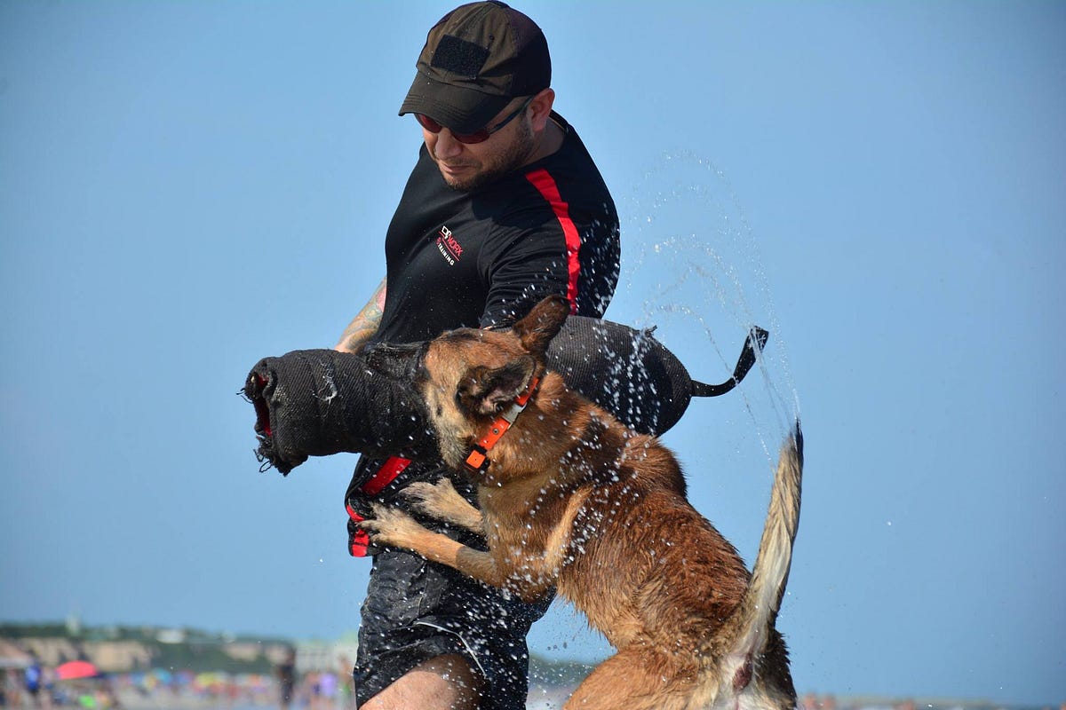 Understanding Aggression in Dogs. Some owners suddenly find themselves