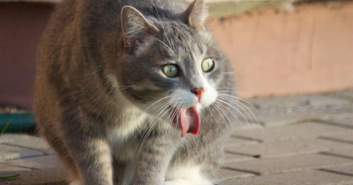 Cat Shitting, Puking Brains Out “Totally Healthy” by Austin Mooney