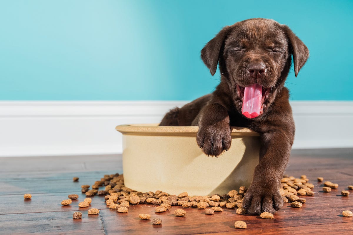 My dog eats too fast why and what to do? Yoolma Medium