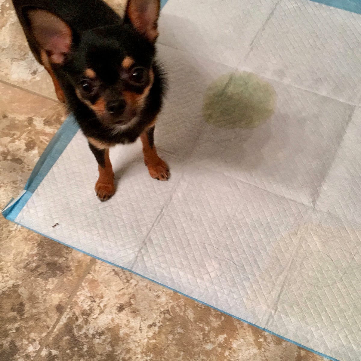 Teaching A Dog To Use Potty Pads. Potty training a dog can be simple