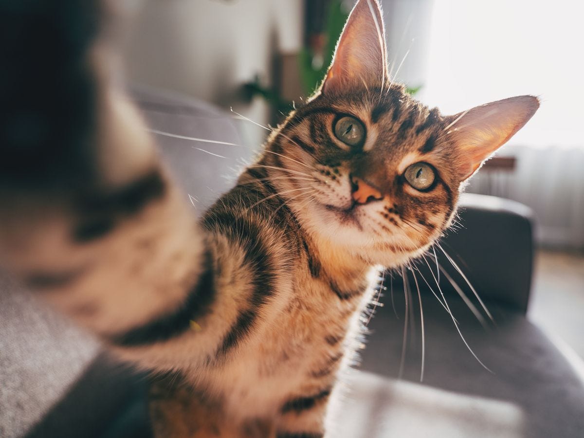 Why Do Our Cats Follow Us Everywhere? Medium