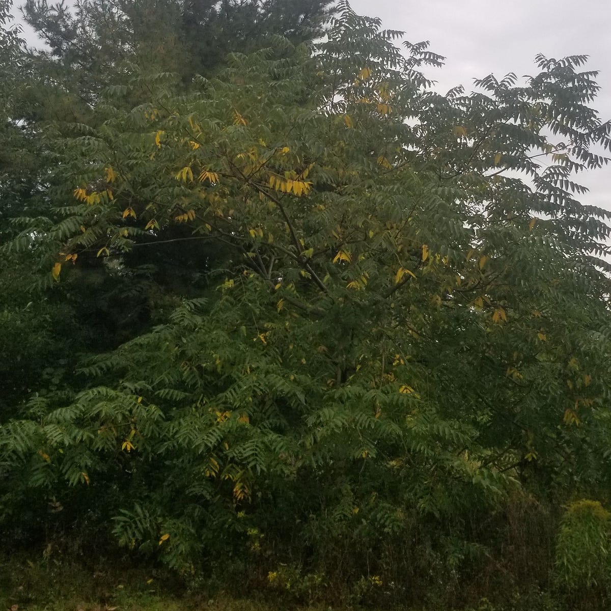 Comprehensive Guide to Butternut Tree Nuts— How to Grow and Care for It? by Little Tree Farm