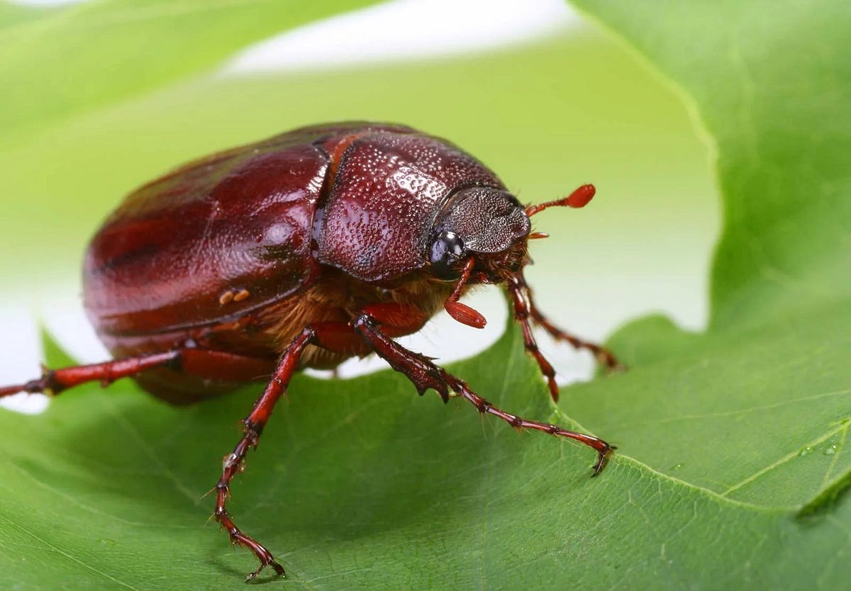 What do June Bugs eat?. June bugs, also known as June beetles… by