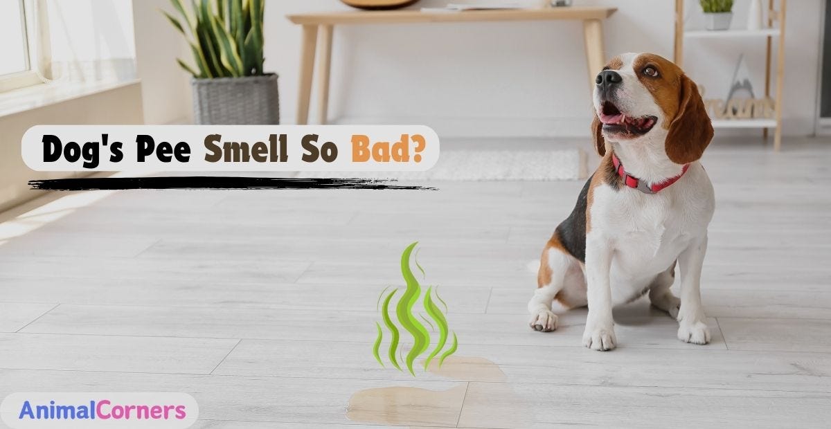 Why Does My Dog’s Pee Smell So Bad? by Animal Corners Jun, 2024