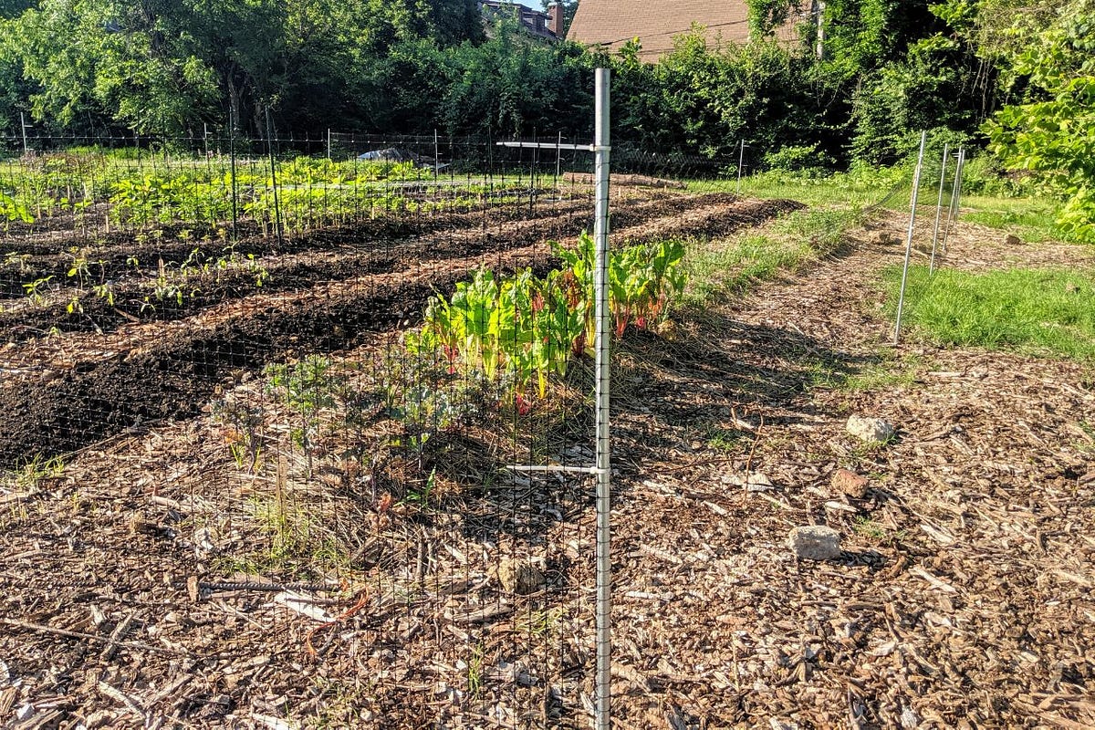 Keep rabbits out of your garden!. Here is our fast, cheap, and… by