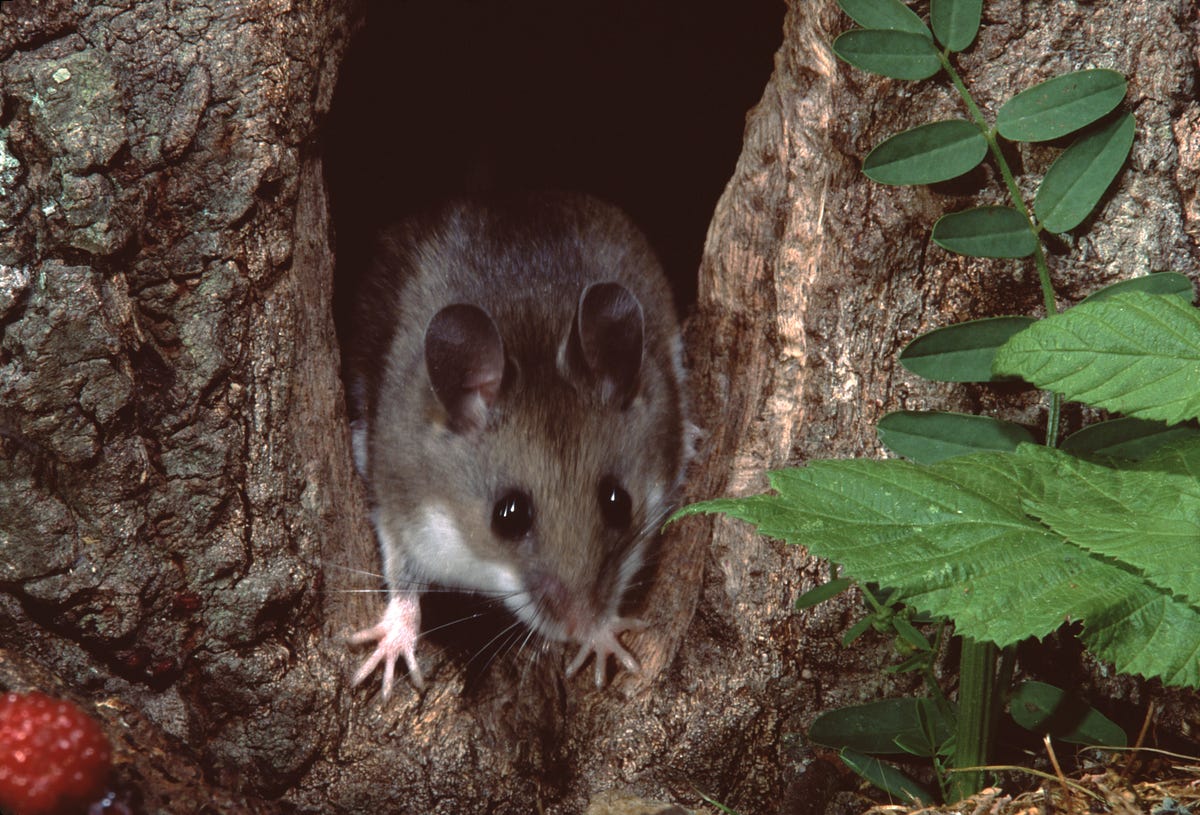 Got Mice?. Learn the risks of hantavirus and how… by Washington State