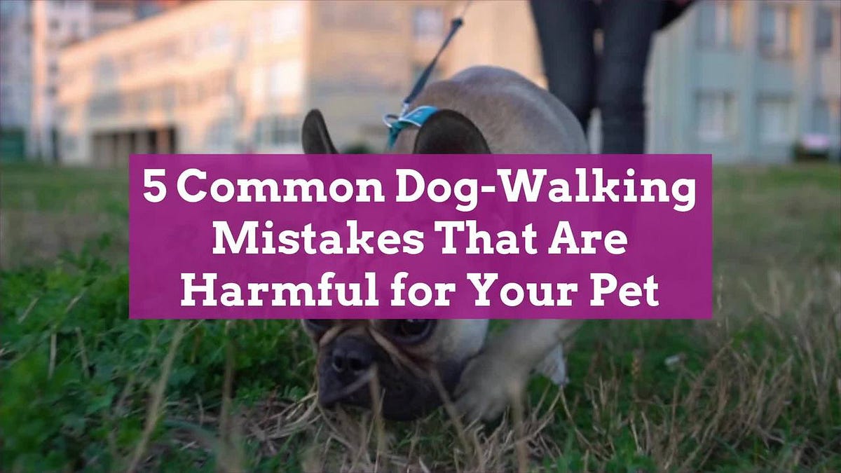 Common Dog Walking Mistakes. Top 5 Most Common Dog Walking Mistakes