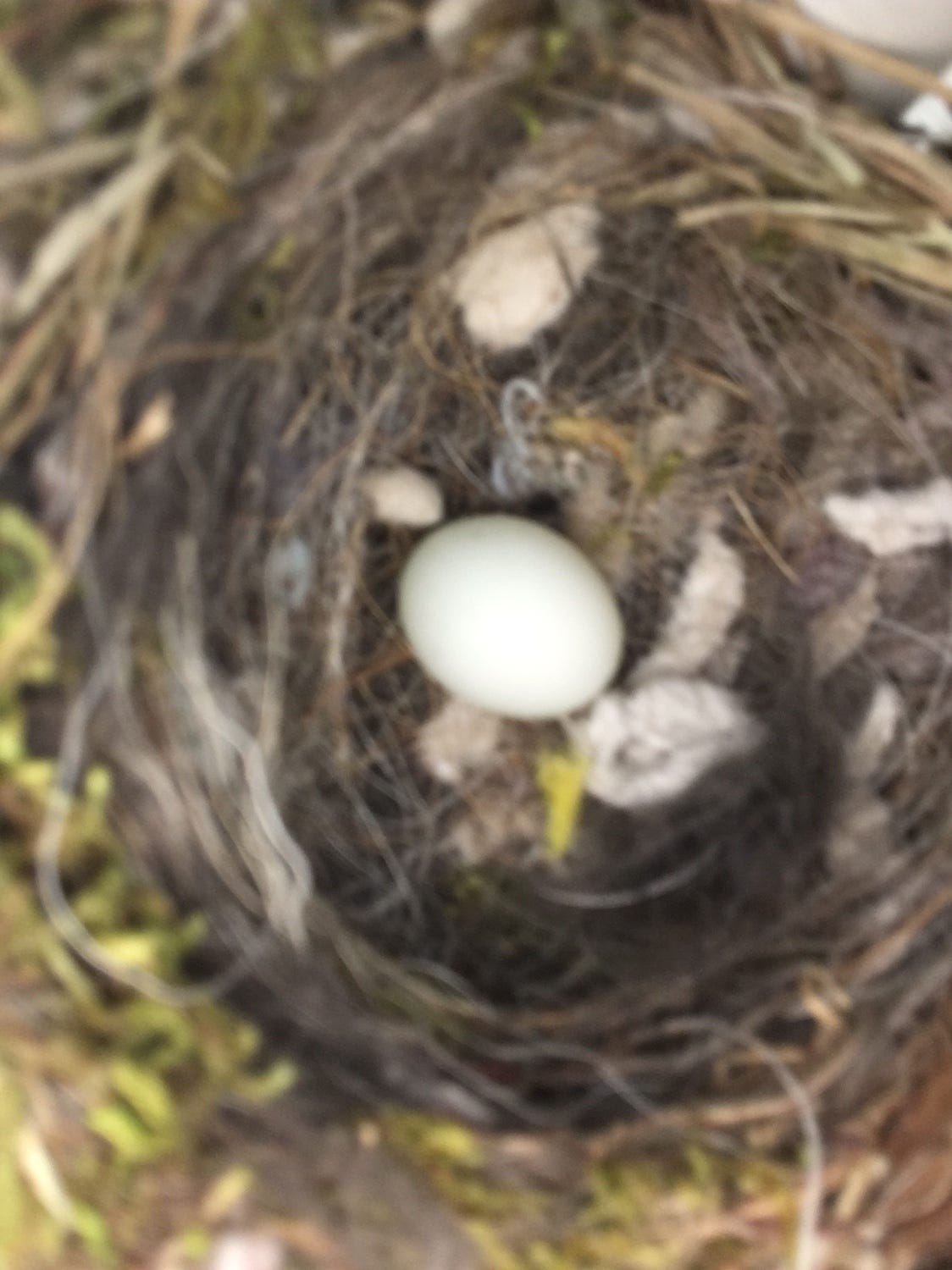 Finch Egg!!. So this is how nature defines success… by Shamik Pandit