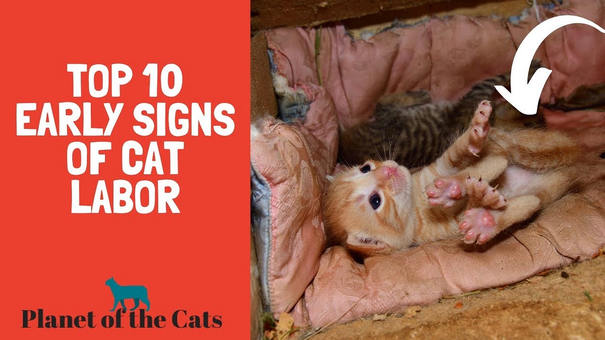 Top 10 Signs Your Cat is in LABOR by Anessaci Medium