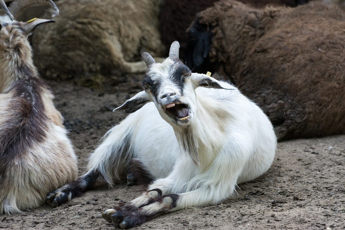 The Screaming Goat Talks Going Viral, Movie Roles, & Actors by AL Boyle The Haven Medium