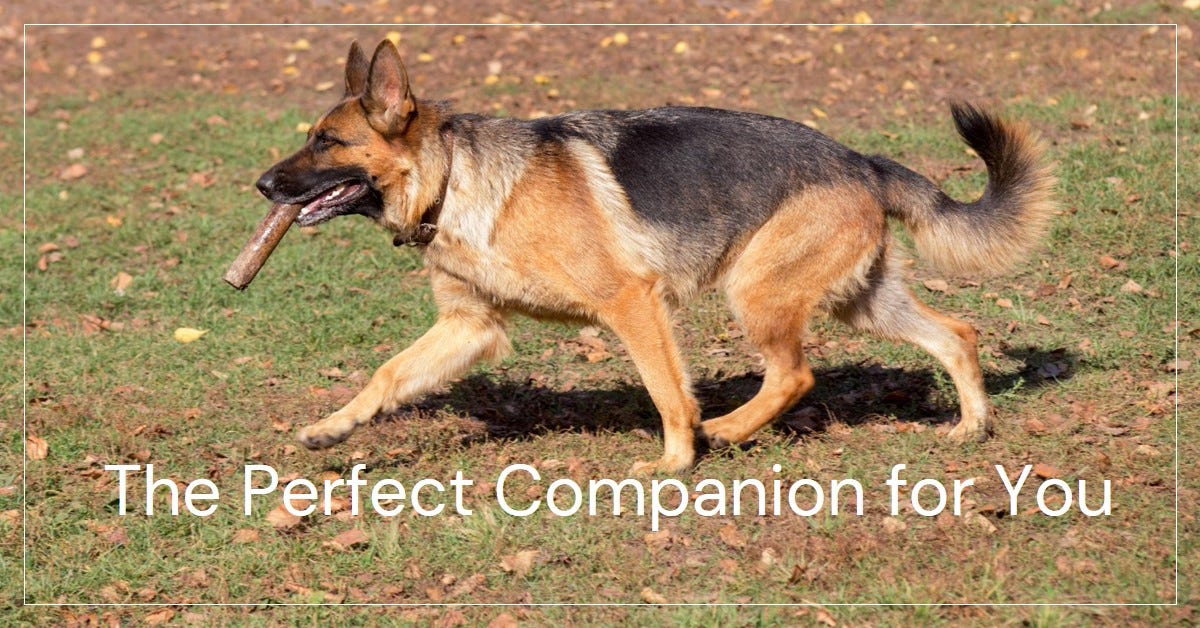Unveiling the Majesty of European Show Line German Shepherds by