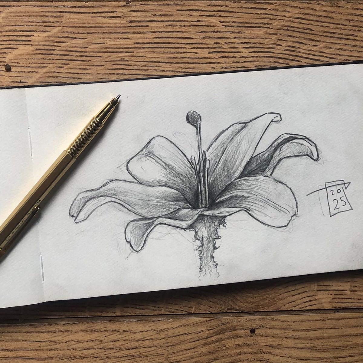 Sketchbook Lilly Flower Drawing Botony Sketch Art Ideas Fantasy