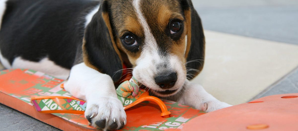 What to Do If Your Dog Keeps Chewing Things Up? by Julia Charl Medium
