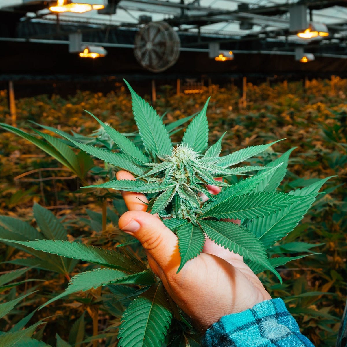 Get Pure Quality Weed in Washington DC The Doobie Shop Medium