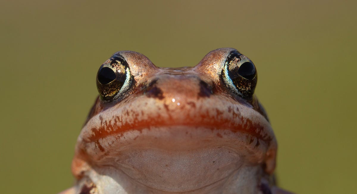 Wood Frogs of the Far North. Extreme Resilience in a Changing World