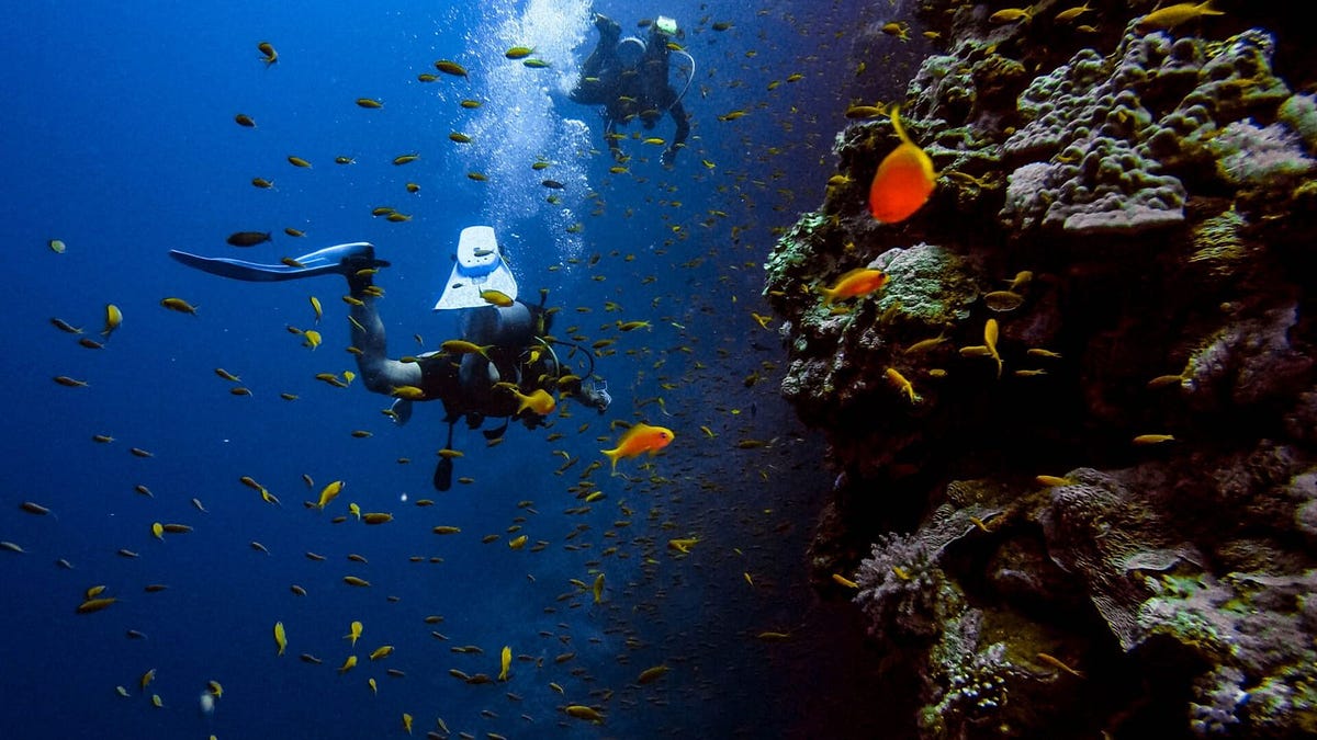 Exploring Kochi Marine Drive With Kochi marine drive photos, Timings, How to Reach by