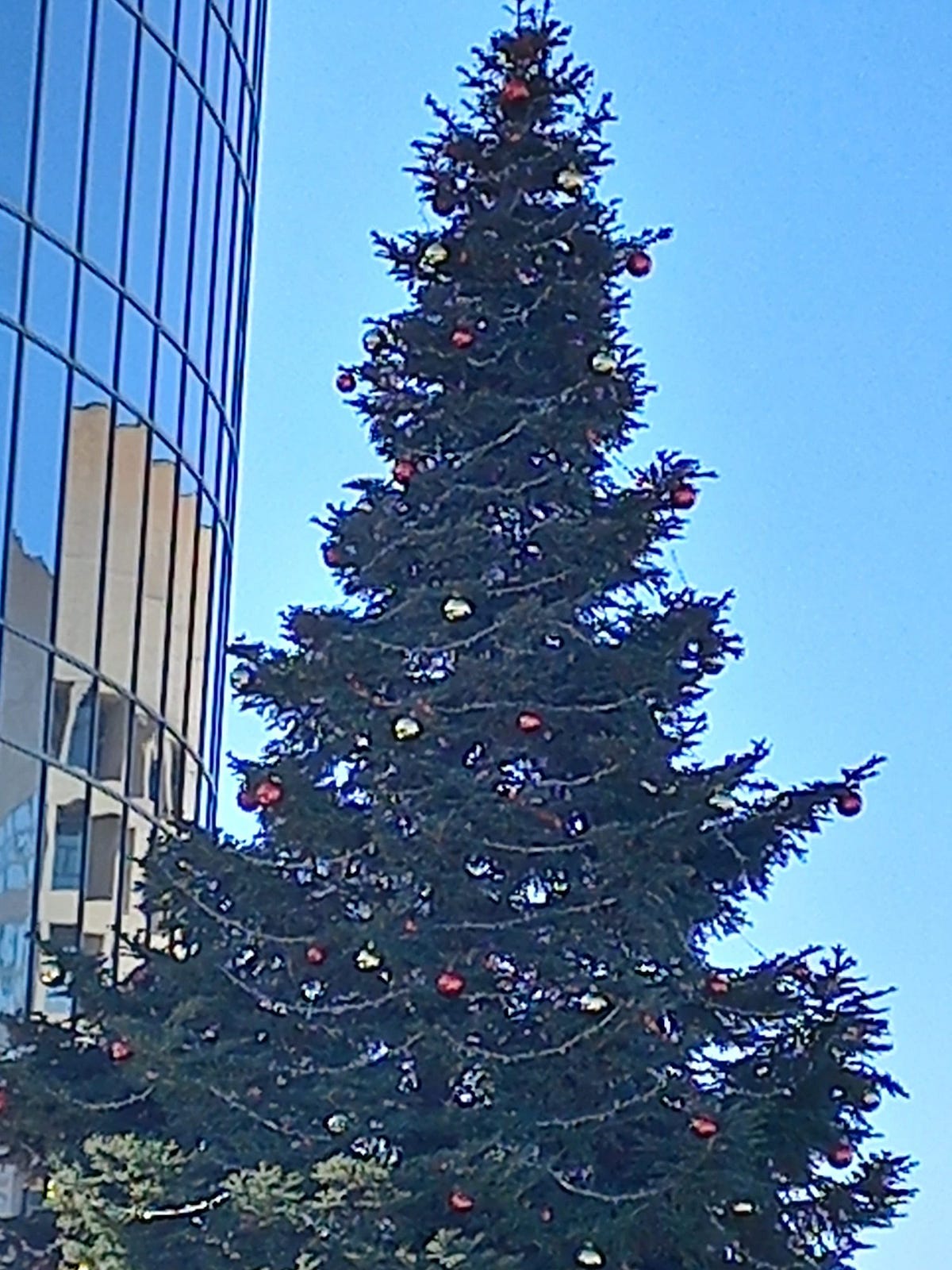 The Most Magical Christmas Tree 🎄 by Angélica Chighine Dec, 2023