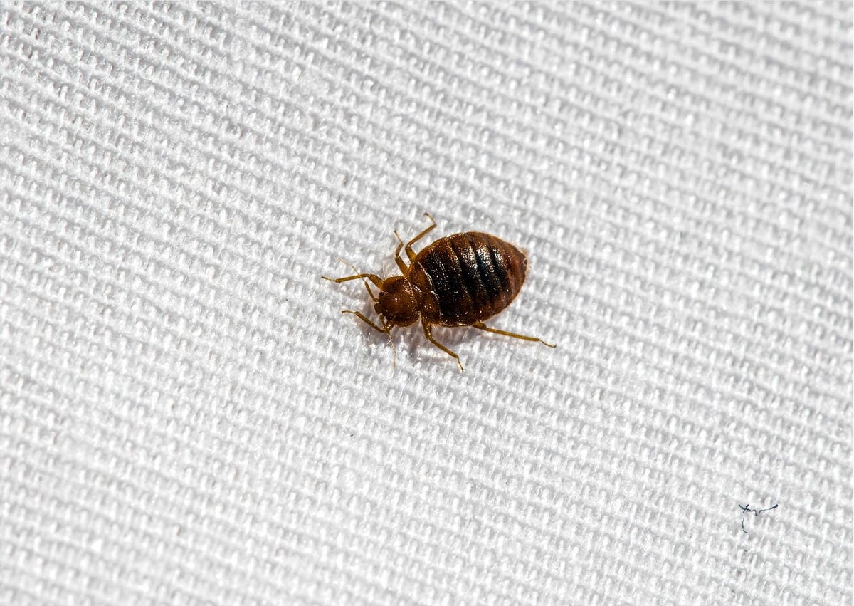 How Fast Do Bed Bugs Spread?. If you’ve suddenly discovered that your
