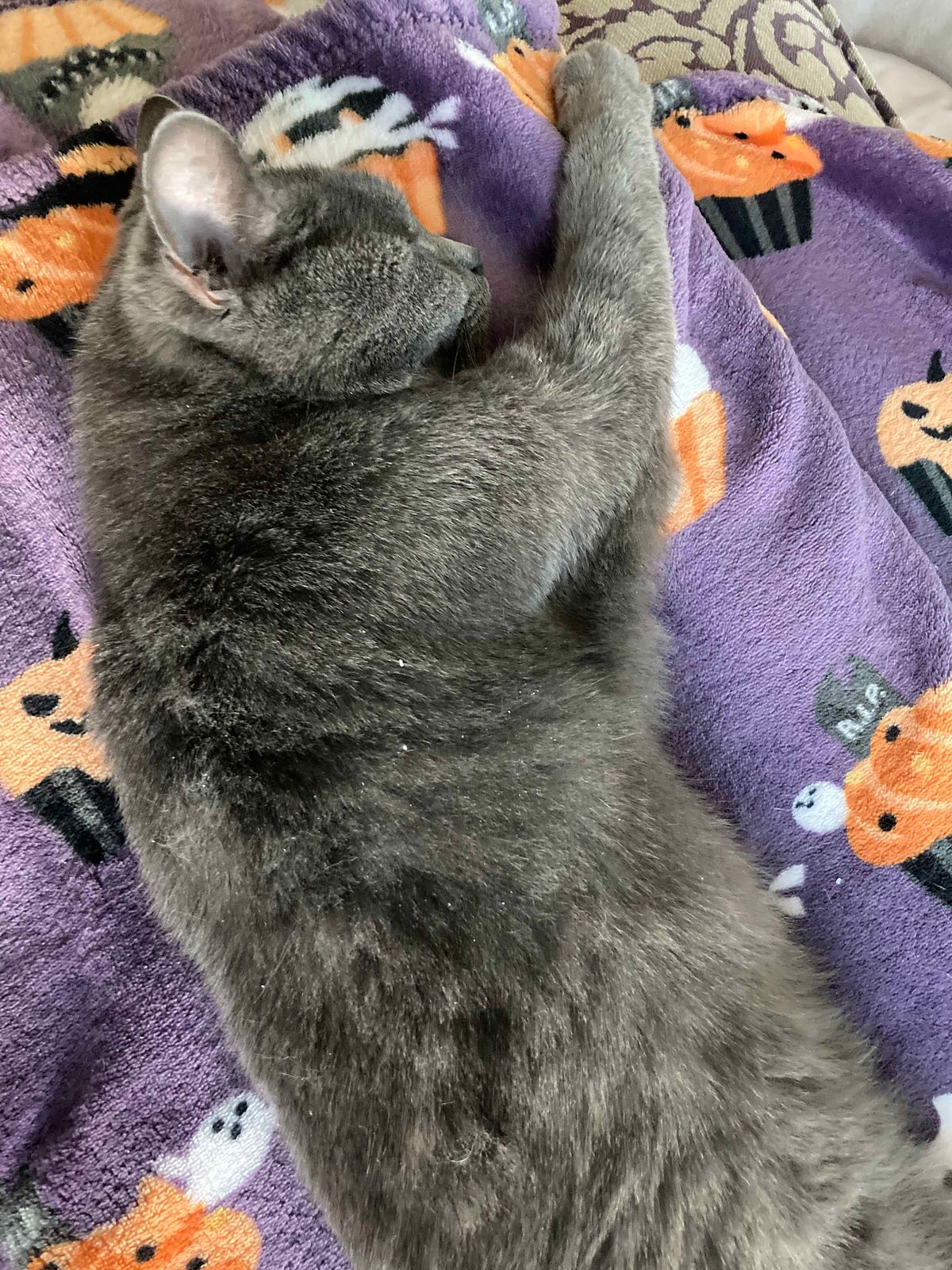 Should You Let Your Cat Sleep in Your Bed? by Coco von Fluffytocks