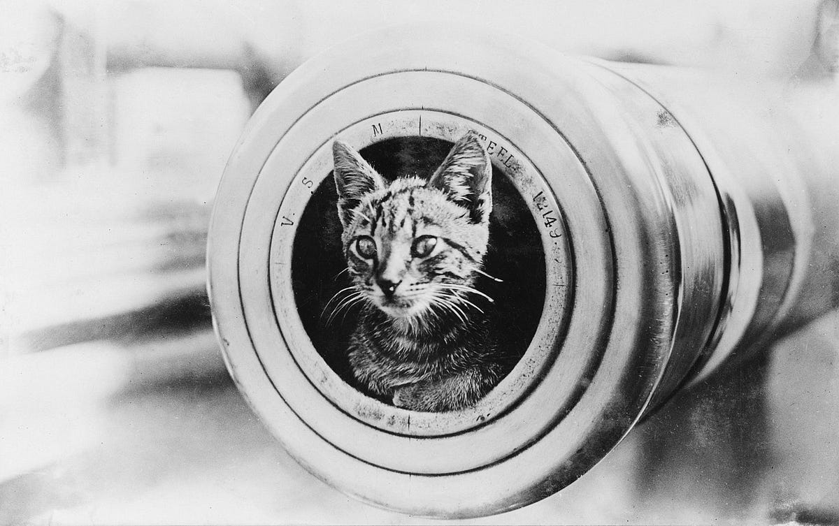 A Brief History Of Ship’s Cats. Cats were a vital part of every navy