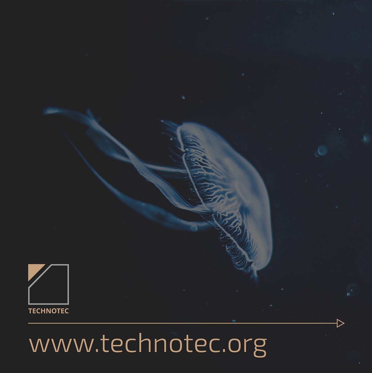 How to generate energy from jellyfish? Renewable energy of a brand new