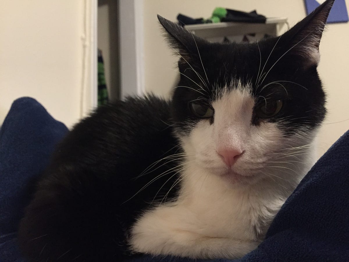 Lips Tricks How to take care of a deaf cat by Julia Medium