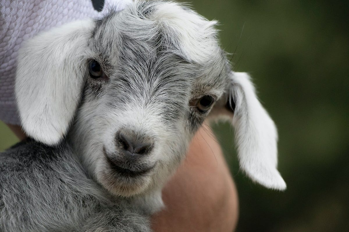 Beautiful Baby Goat The Daily Cuppa Medium
