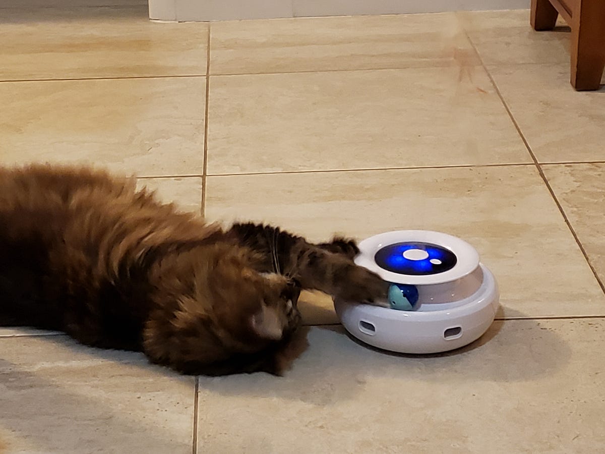 My Cat Loves This New Toy. Maybe yours will like it, too? by Jennifer