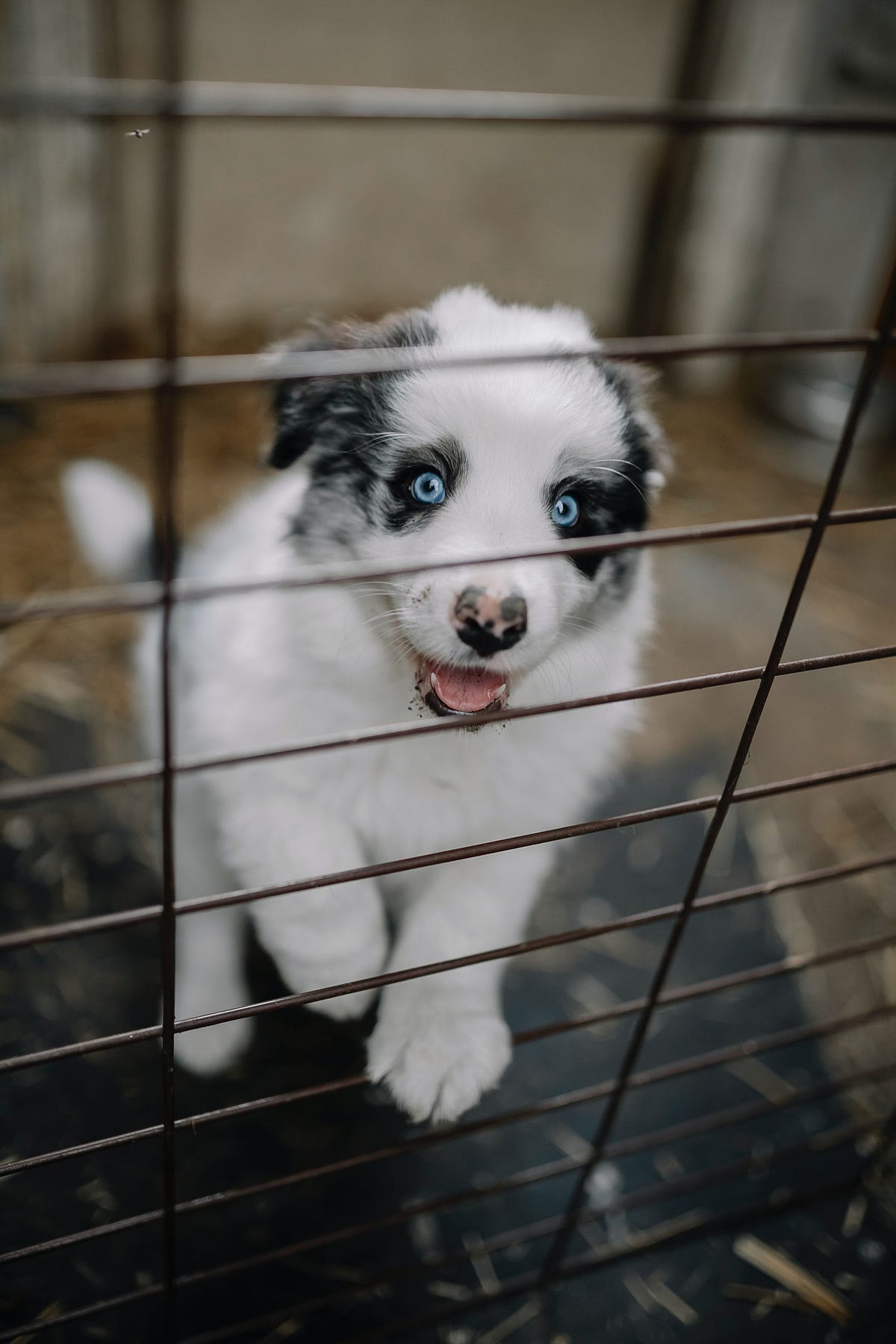 7 Easy Steps How to Crate Train a Puppy by Benjaminagabi Apr, 2023