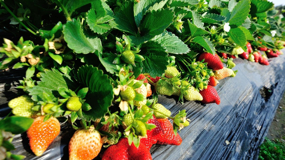 Unlocking the Benefits of Growing Strawberries on a Trellis by