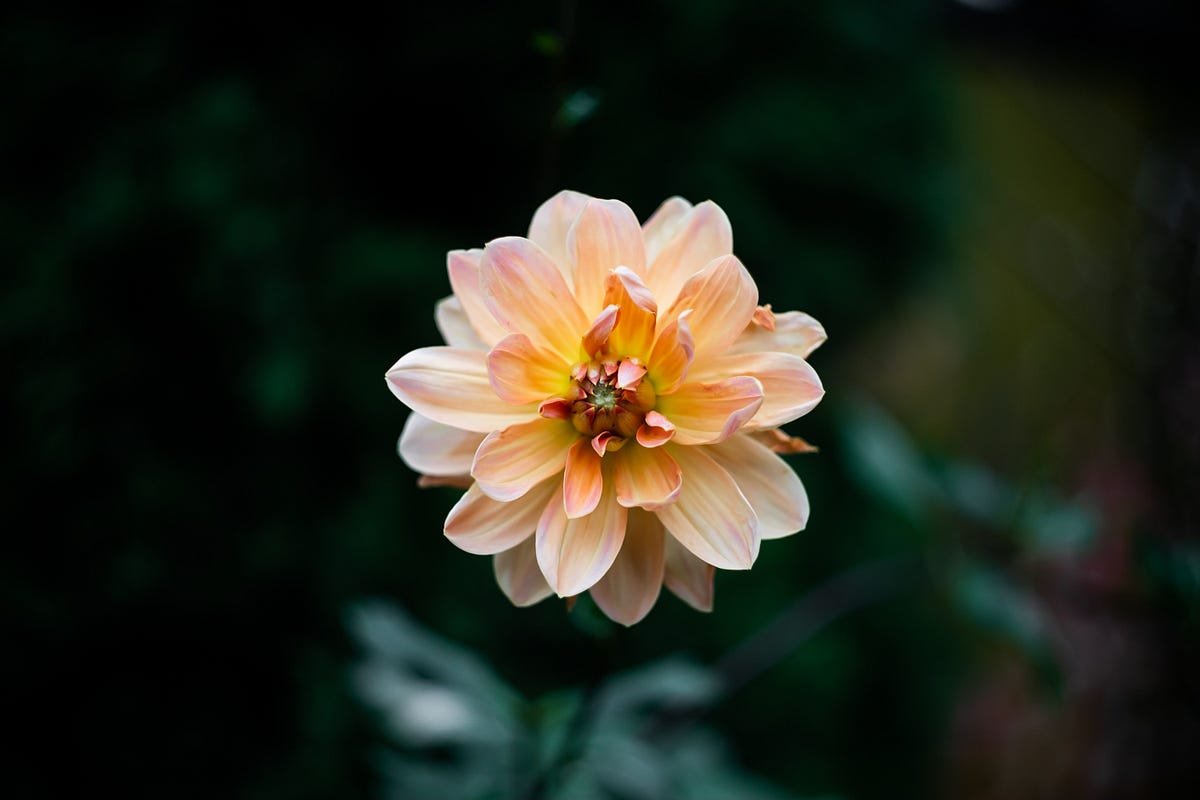 Don’t Bloom Where You’re Planted Practical Growth