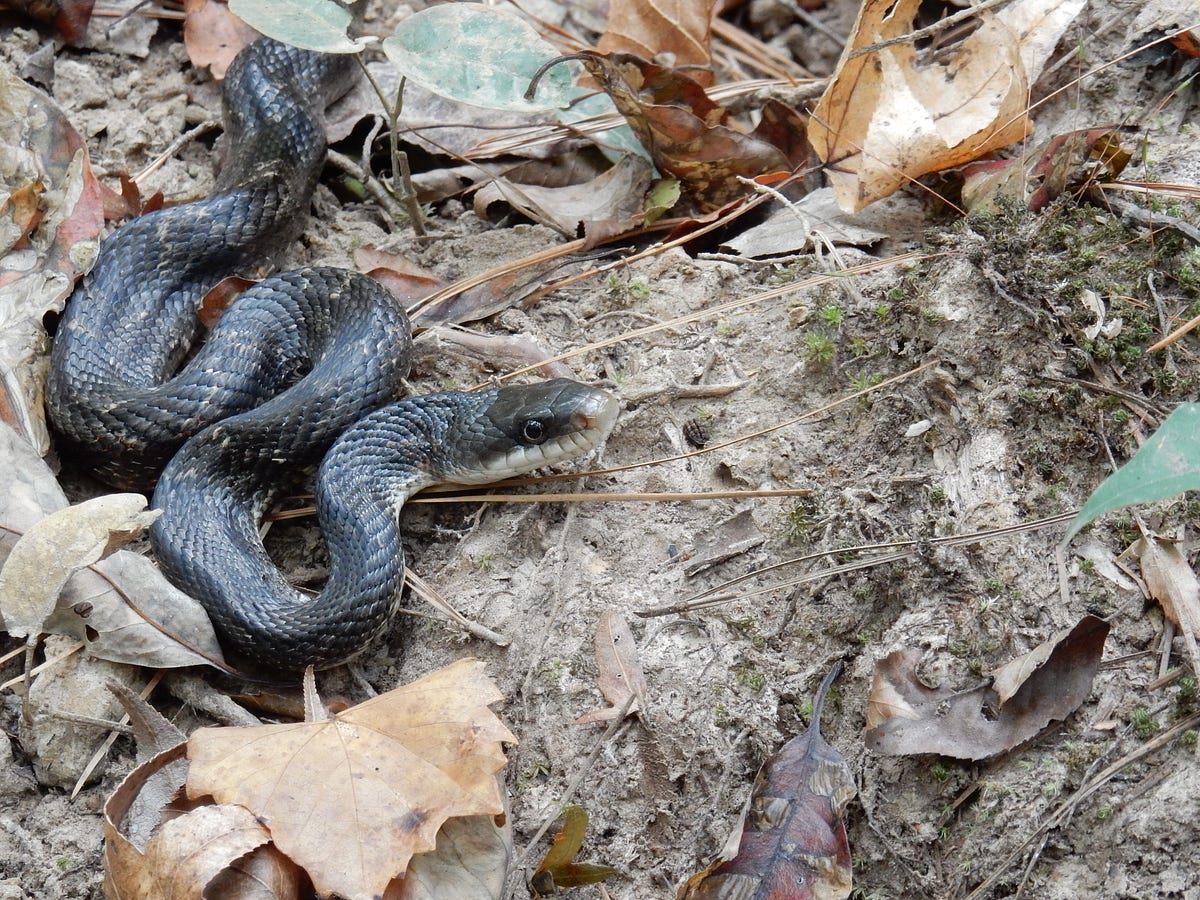Can Snakes Climb Stairs Brainy Breeze
