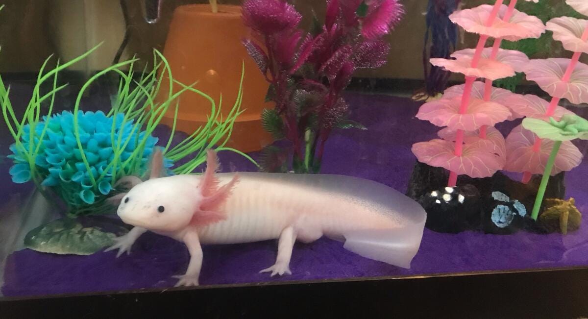 What do Axolotls Eat?. Axolotls are unique pets, but they are… by