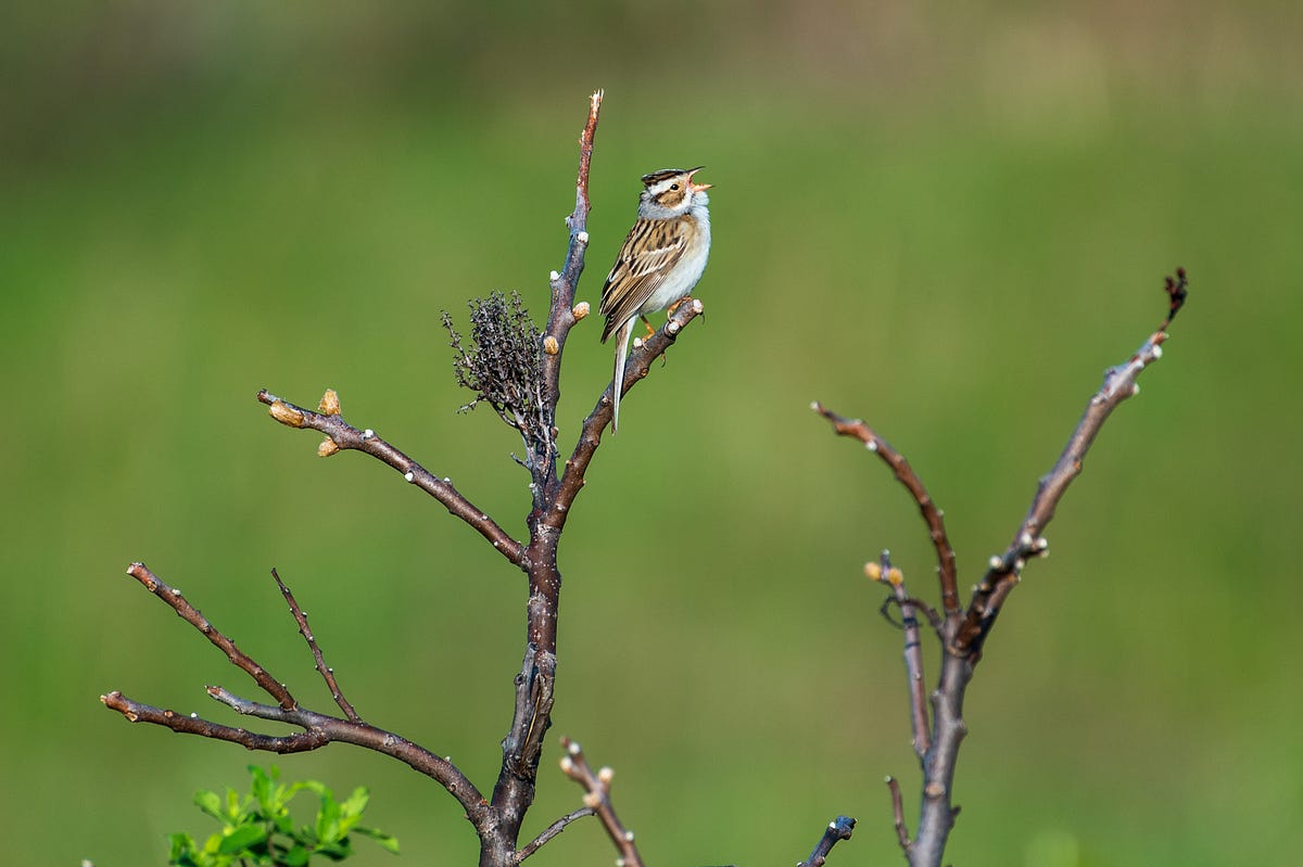 The Magical Powers of the Sound ID Feature of the Merlin Bird ID App by Randy Runtsch
