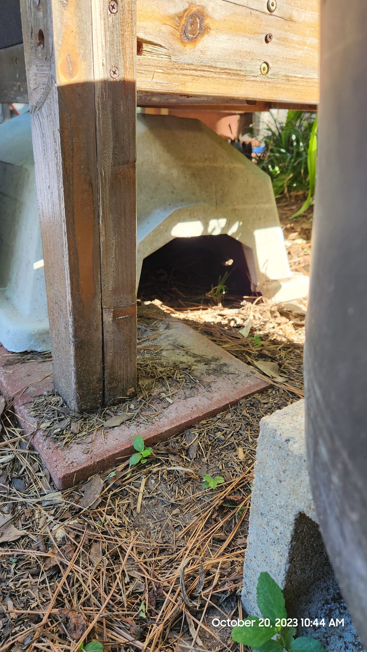 Free Range Guinea Pig Shelter. In a world of guinea pigs, small and