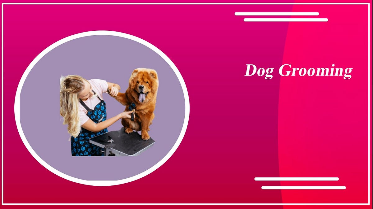 6 Useful Tips for Dog Grooming!. Introduction by Alenzomart Medium