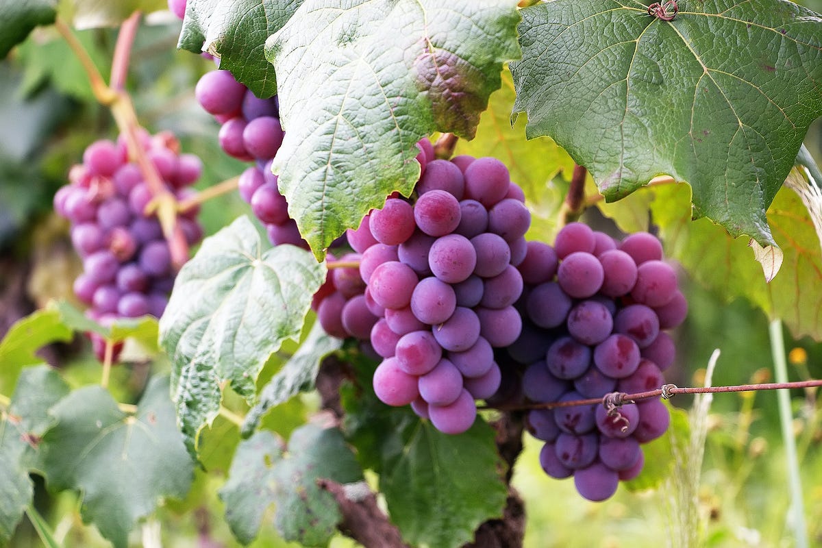 Why Do Grape Vines Drip Water?. Grape vines are fascinating plants