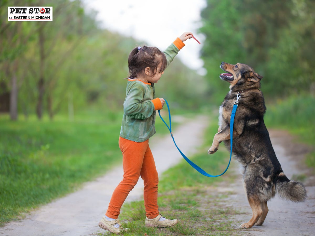 A Pet Stop Dog Fence Installation Protects Dogs and Puppies from