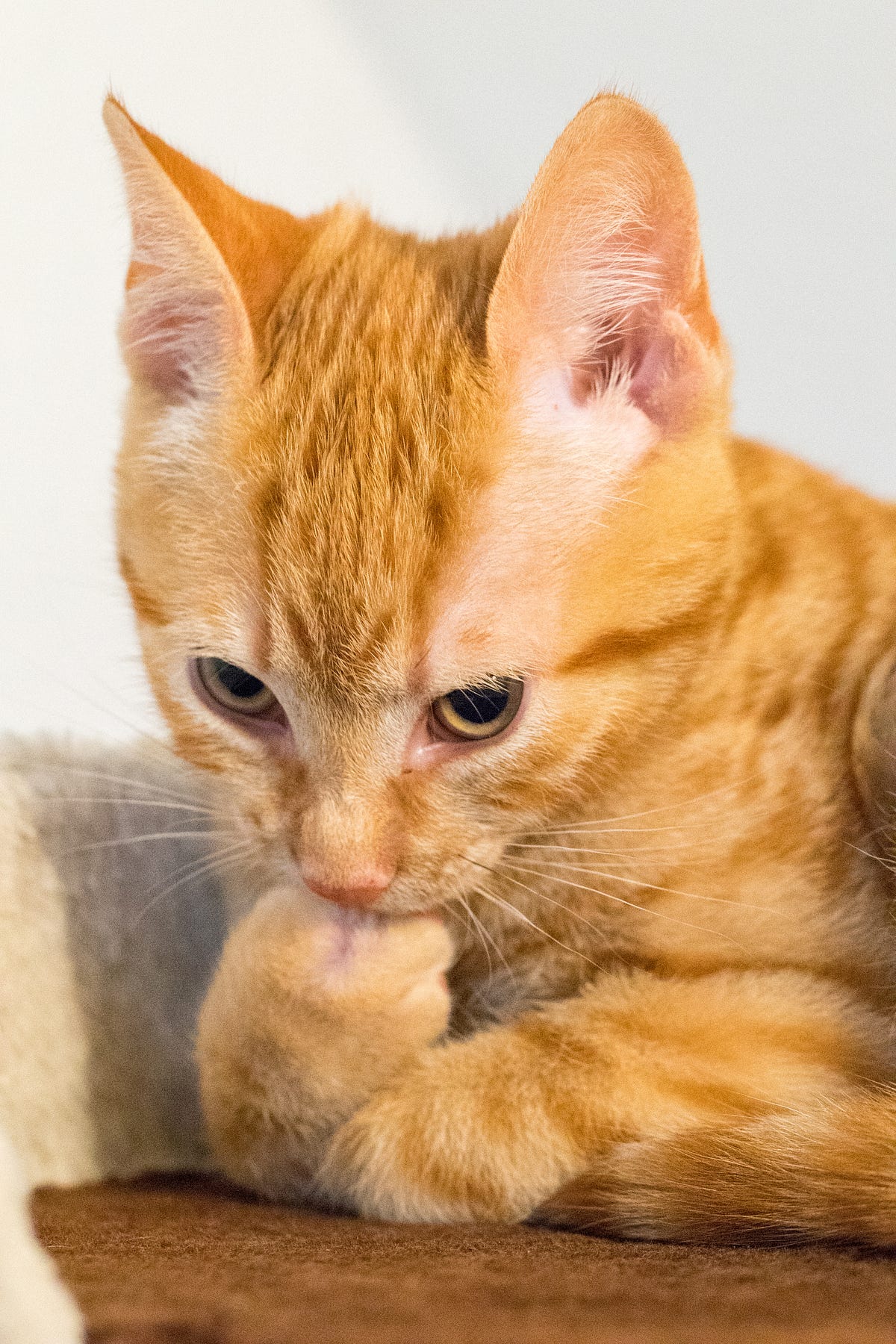 Why do cats always push things off the table? by Oliver Peters Mar, 2024 Medium