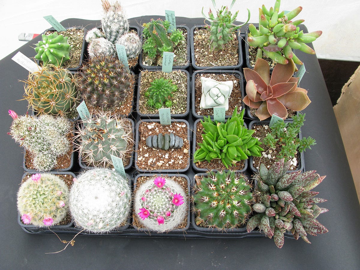 RadiationReducing Ornamental Plants Natural Protection for Your Homes and Offices by Faruk