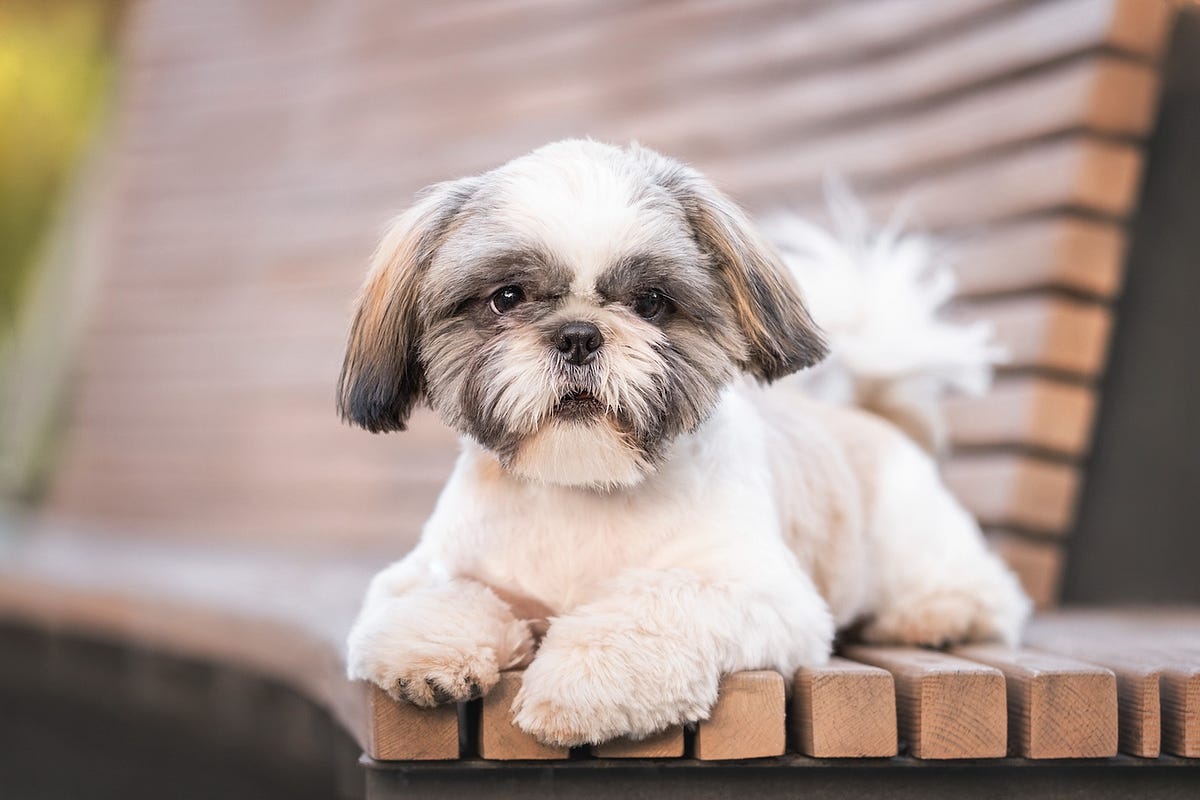 Shih Tzu Breed Spotlight. Origin by The Dog Journal Medium
