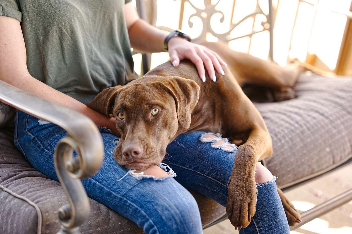 Why does my dog sit on me? (14 strange reasons you don’t know) Othmane Othmaneel Medium