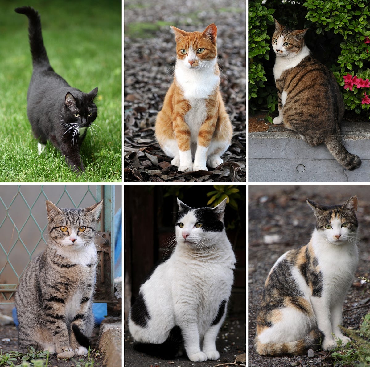 How to Take Care of Persian Cats from Far Disease and History Cats by